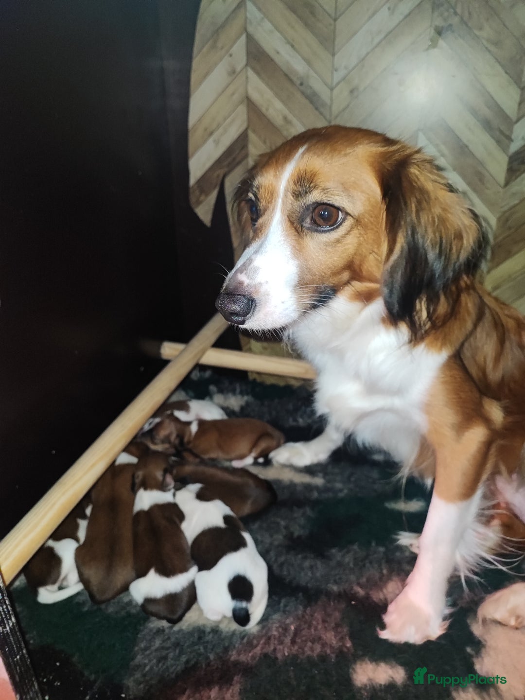Kooikerhondje honden te koop: 8 week oude kooikerpups op zoek naar warm thuis. - Advertentie 20