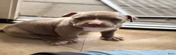 Amerikaanse Bully honden te koop: Amerikaanse pocket bully’s  in Oss - Advertentie 2