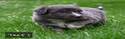 Australian Shepherd honden te koop: Australian Shepherd pups - Advertentie 14