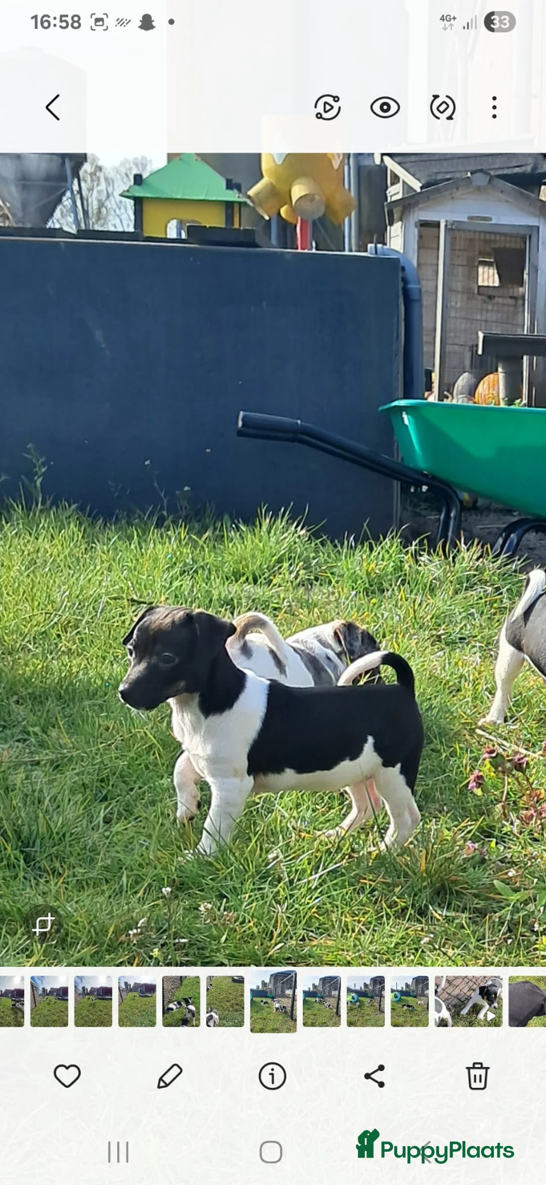 Jack Russel Terriër honden te koop: Prachtige Jack Russell pups in Breda - Advertentie 5