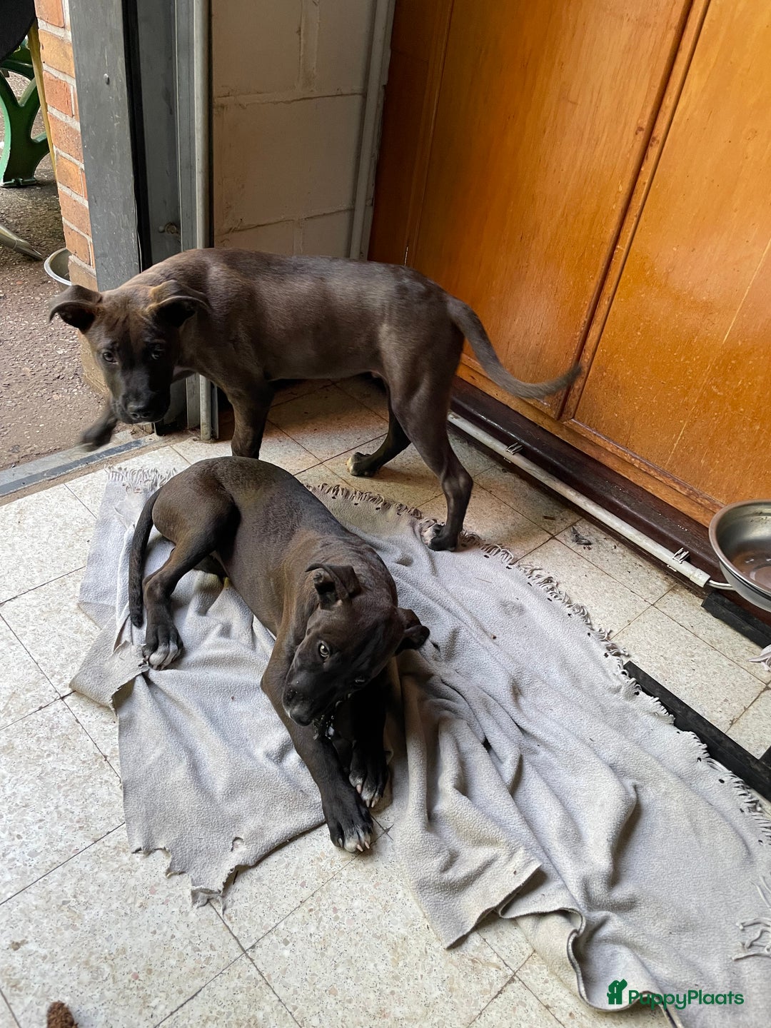 American Staffordshire Terriër honden te koop: Stafford mix cane corso  - Afbeelding 6