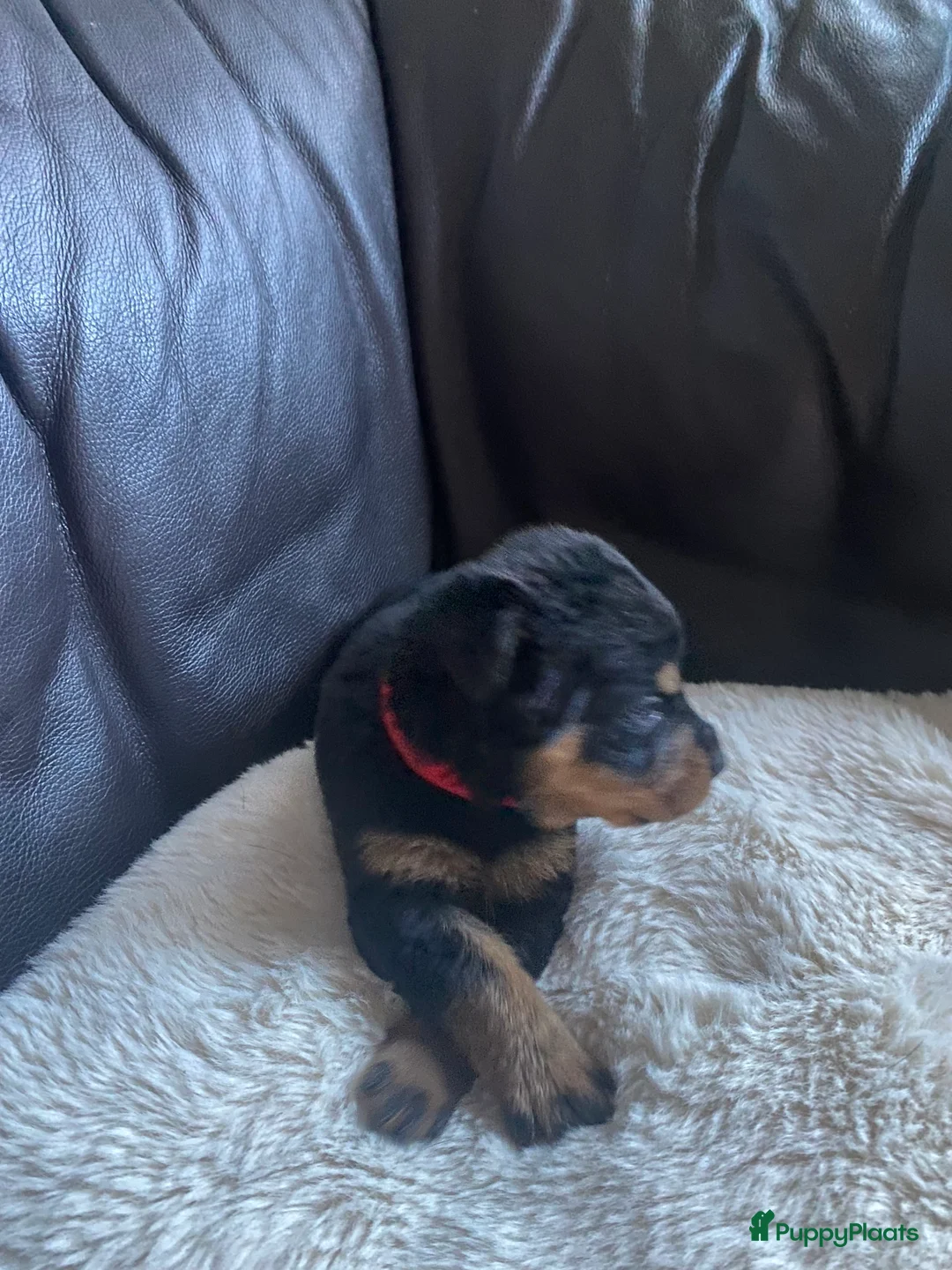 Rottweiler honden te koop: Rotweiler pups  - Advertentie 6