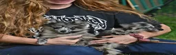 Kruising honden te koop: 6 Prachtige BooPom’s, 4 meiden🎀 2 jongens🧢 - Advertentie 12