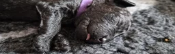 Kruising honden te koop: Medium Multigen labradoodle pups - Advertentie 9