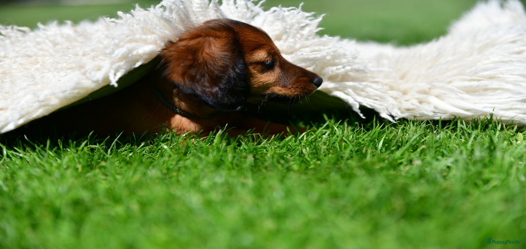 Galerij afbeelding {{count}}