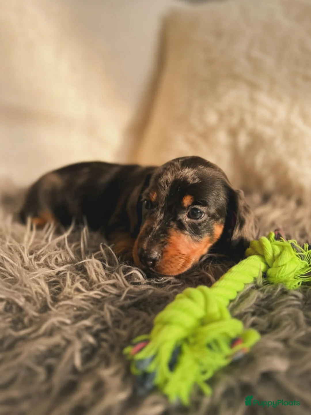 Teckel (korthaar)  honden te koop: Dwergteckel puppy's te koop – 1 reutje en 1 teefje - Advertentie 2
