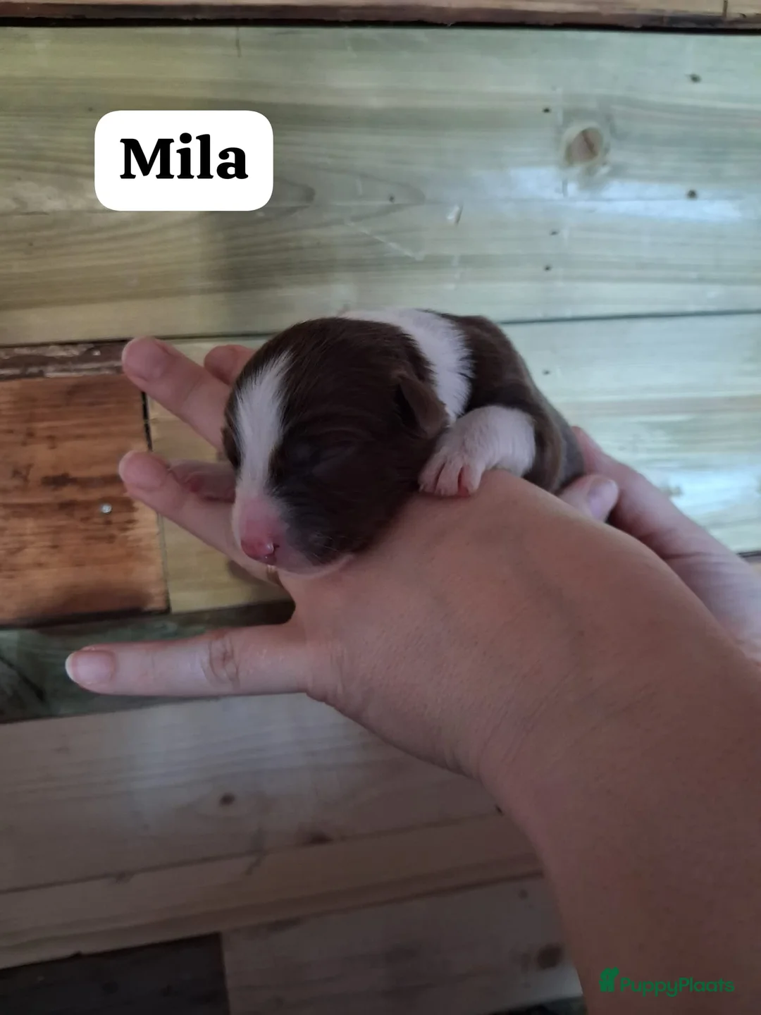 Australian Shepherd honden te koop: 10 prachtige Australische herder pups! - Advertentie 9