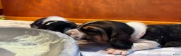 Basset Hound honden te koop: Engelse Basset puppies - Advertentie 2