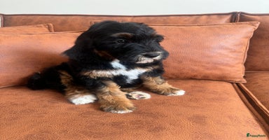 Australian Labradoodle honden - Advertentie 4