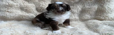 Labradoodle Puppy 5