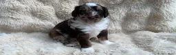 Labradoodle honden te koop: Nog 3 prachtige Labradoodle puppy’s beschikbaar - Advertentie 30