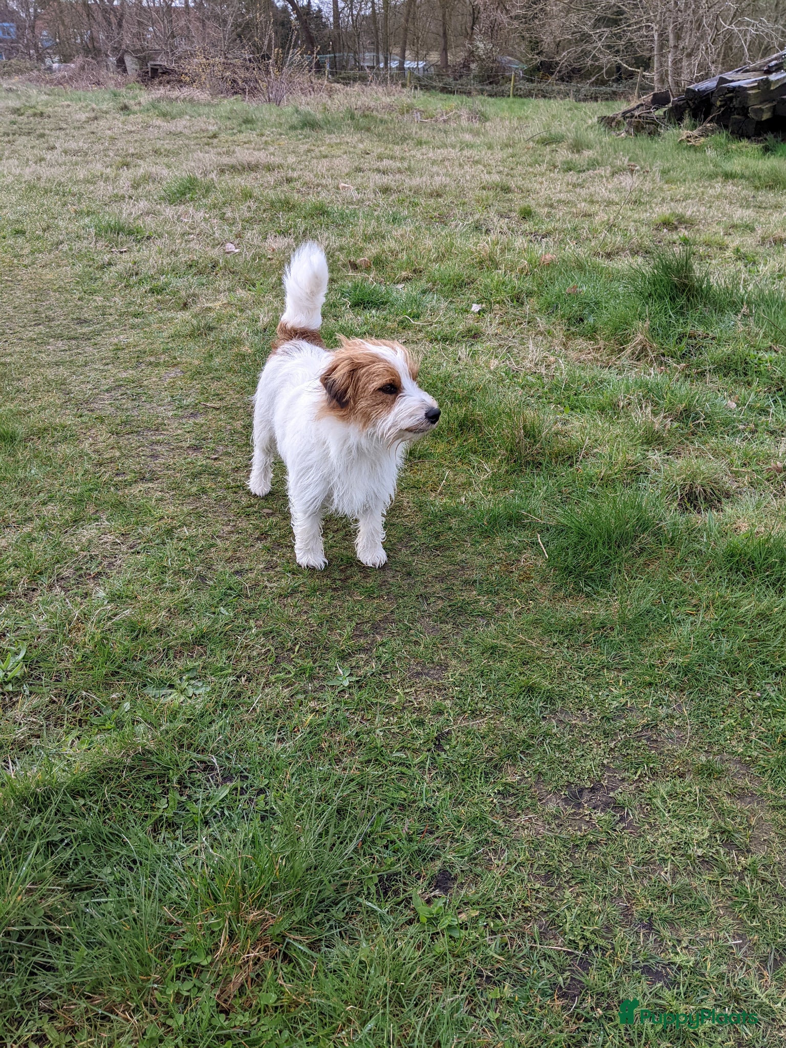 Jack Russel Terriër honden Raszuivere ruwharige Jack Russell dekreu  - Advertentie 1