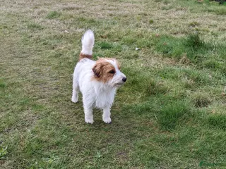 Jack Russel Terriër honden Raszuivere ruwharige Jack Russell dekreu - Advertentie 1