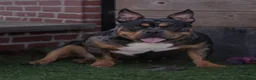 Amerikaanse Bully honden te koop: American Bully pocket pups verwacht  - Advertentie 7