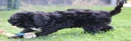 Cockapoo honden te koop: Leuke Cockapoo pups - Advertentie 10