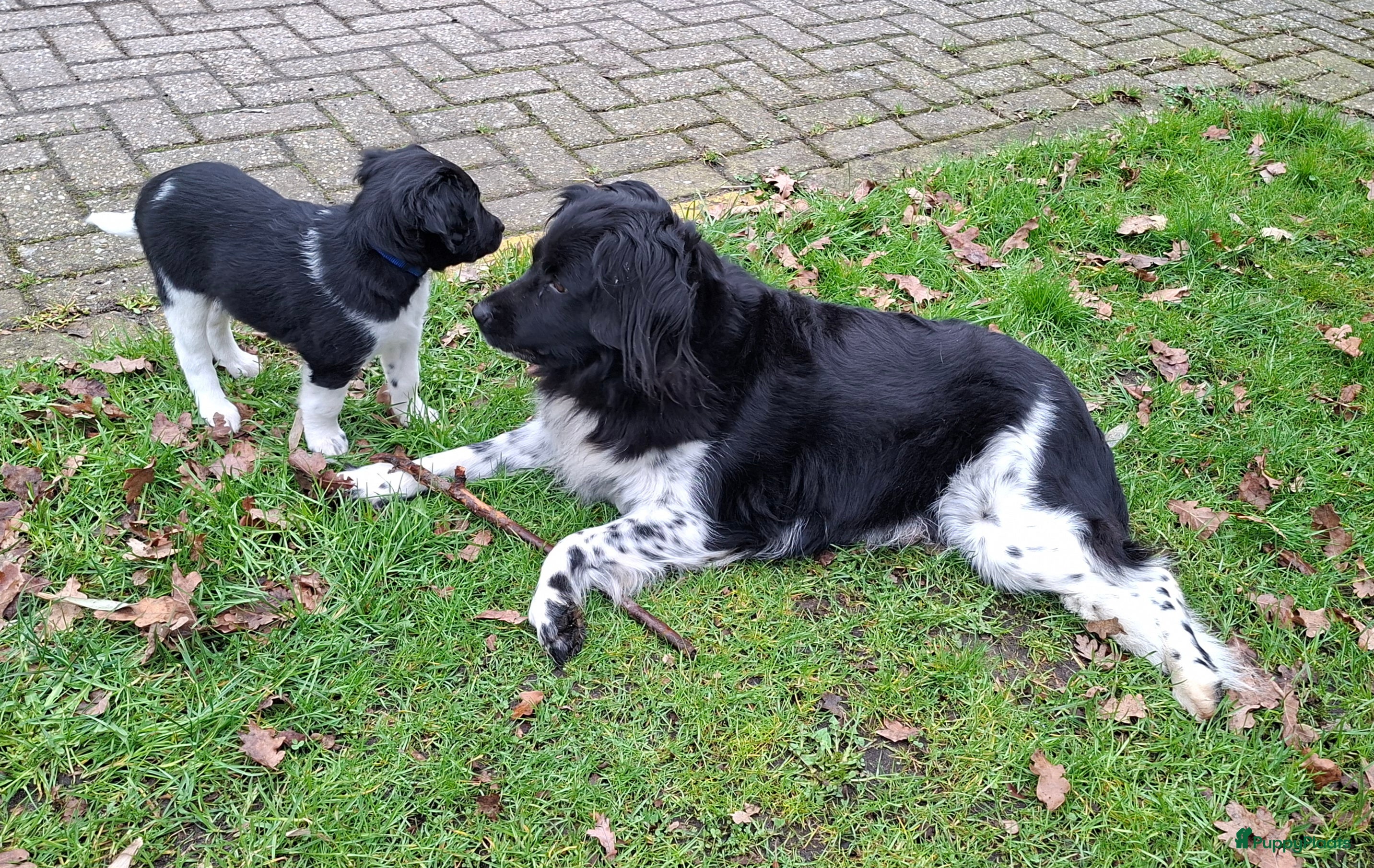 Friese Stabij honden Reu Friese Stabij pup - Advertentie 1