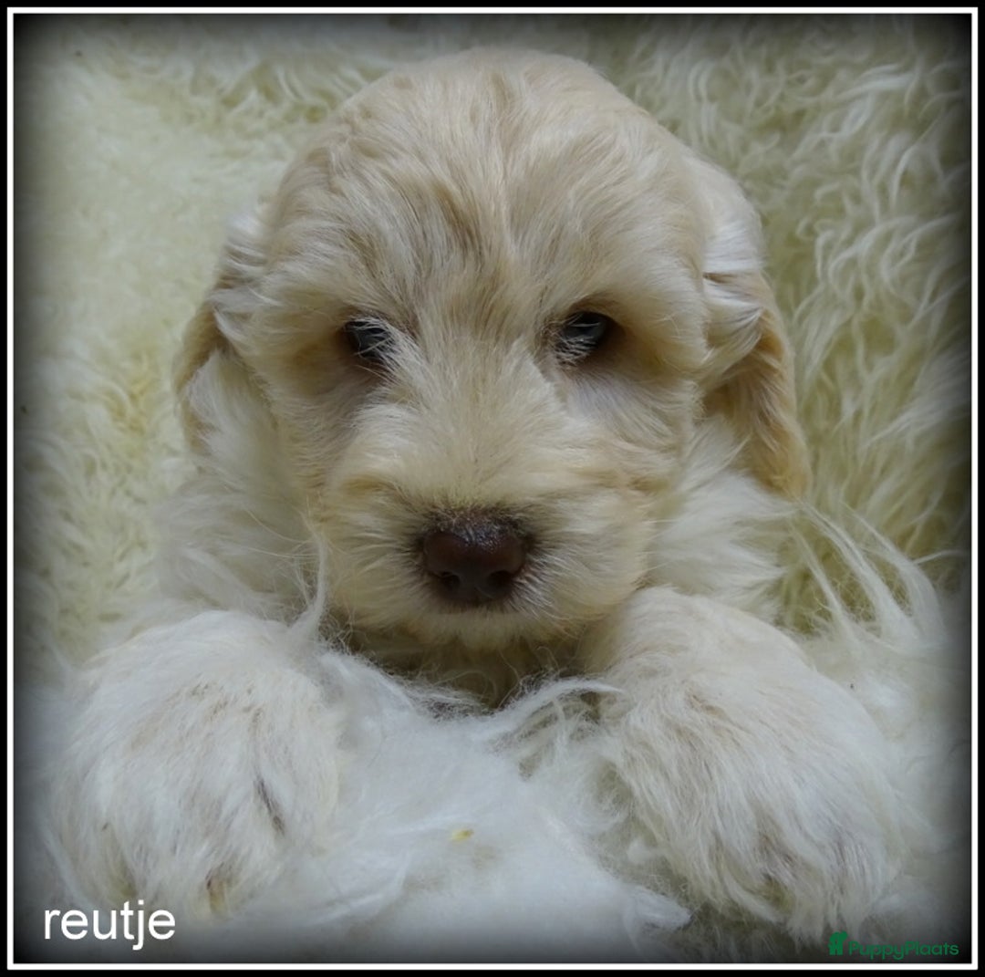 Labradoodle honden te koop: Labradoodle pups F4 +/- 45 cm - Advertentie 7