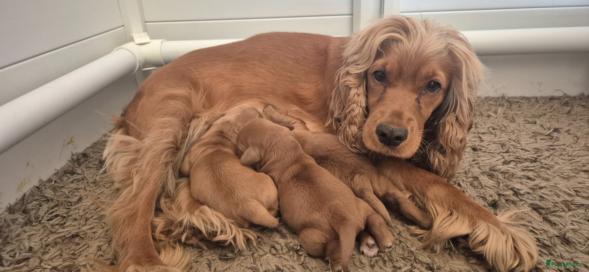 Cockapoo honden te koop: Cockapoo pups - Advertentie 1