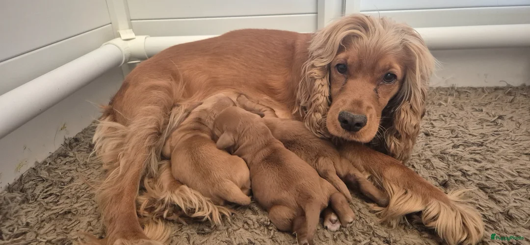 Cockapoo honden te koop: Cockapoo pups - Advertentie 1