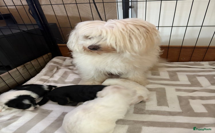 Boomer honden Boomer pups - Advertentie 1