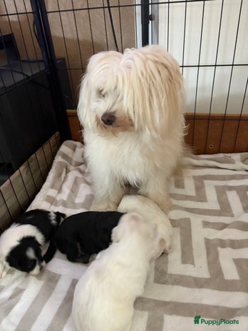 Boomer honden Boomer pups - Advertentie 1