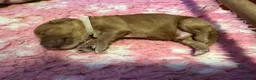 Kruising honden te koop: Mini Labradoodle  - Advertentie 18