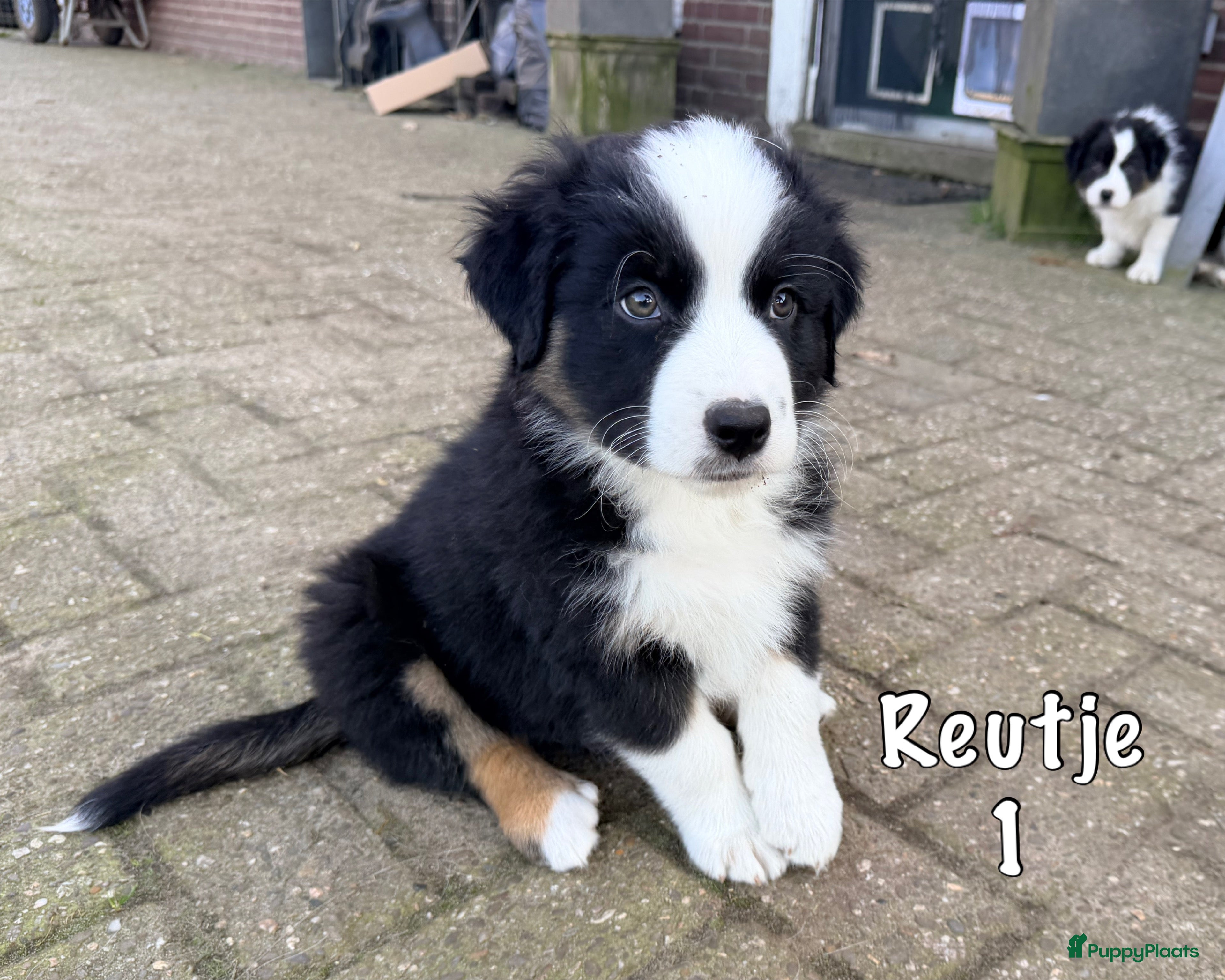 Australian Shepherd honden Australian shepherd pups  - Advertentie 1