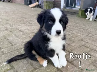 Australian Shepherd honden Australian shepherd pups - Advertentie 1