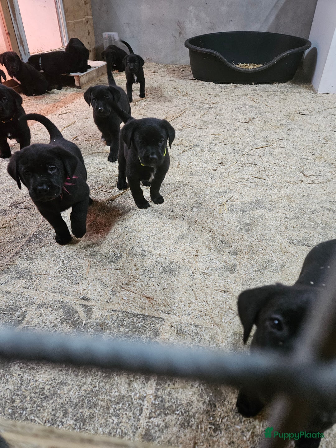 Kruising honden te koop: Grote zwitserse sennenhond x labrador  - Advertentie 2