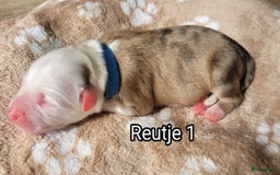 Australian Shepherd honden te koop: Australian Shepherd puppies geboren!  - Afbeelding 3