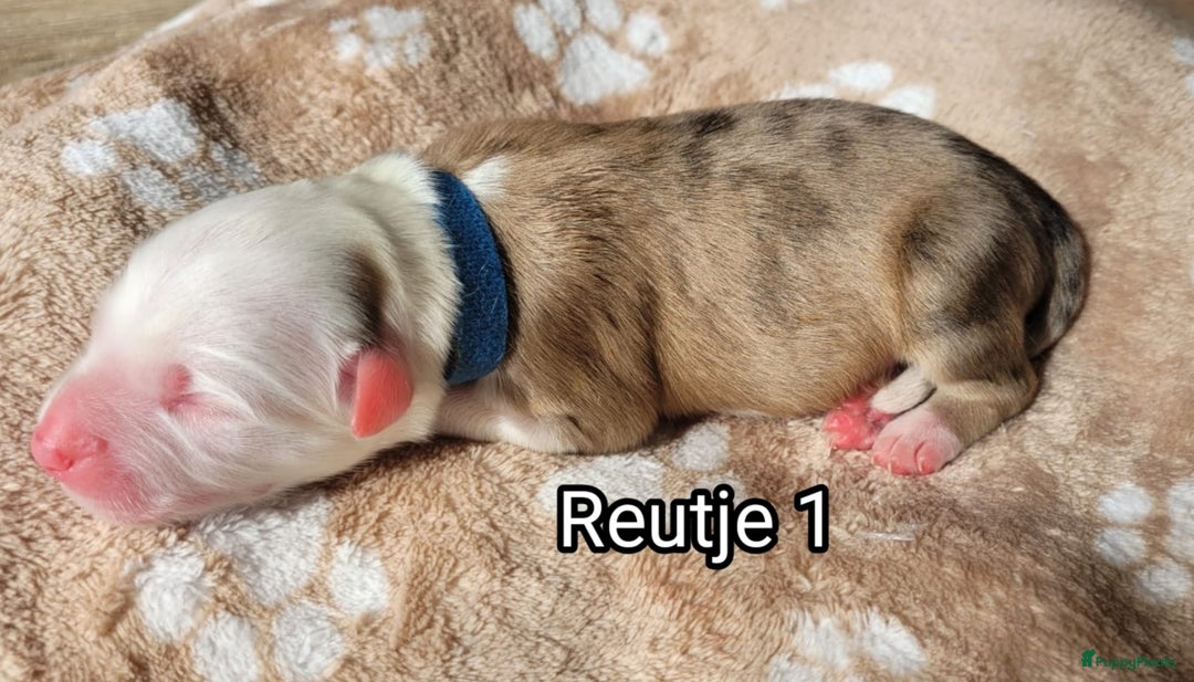 Australian Shepherd honden te koop: Australian Shepherd puppies geboren!  - Afbeelding 3