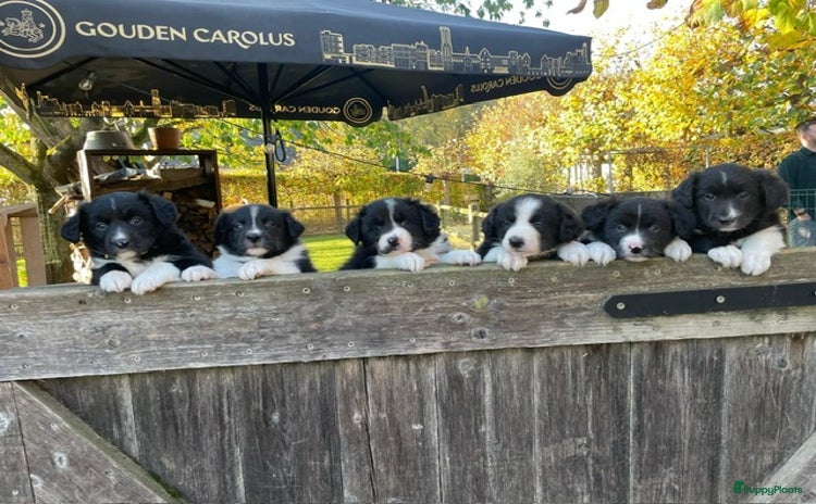 Border Collie honden - Advertentie 11