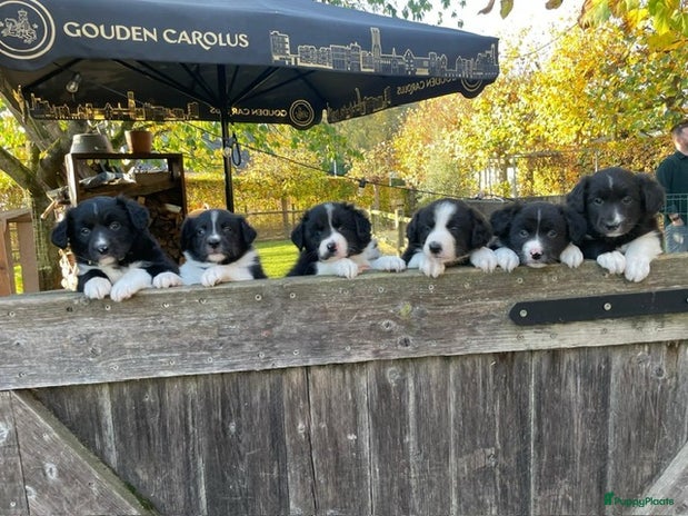 Border Collie honden - Advertentie 2