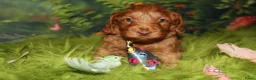 Australian Labradoodle honden te koop: 1 teefje en 3 reutjes Australian labradoodle pups - Advertentie 9