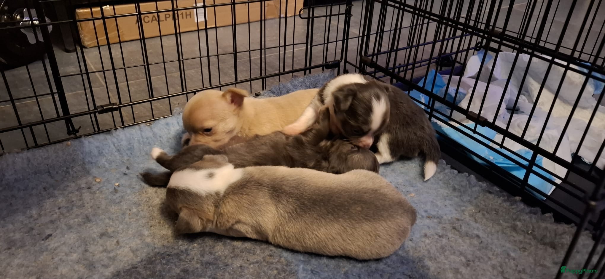 Chihuahua honden Chihuahua - Advertentie 3