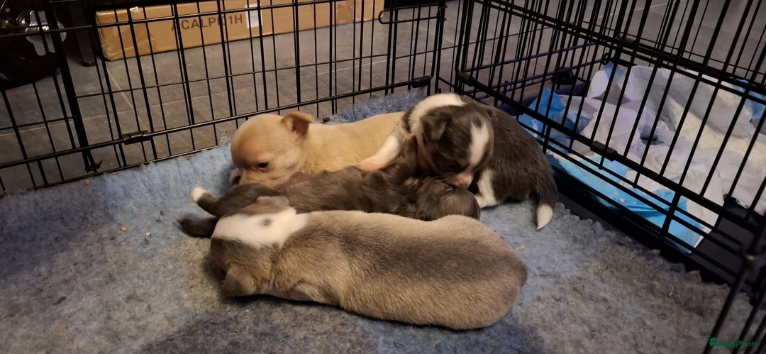 Chihuahua honden te koop: Chihuahua - Advertentie 1