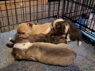 Chihuahua honden Chihuahua - Advertentie 3