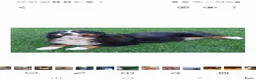 Berner Sennenhond honden te koop: Berner sennen pups met stamboom - Advertentie 4