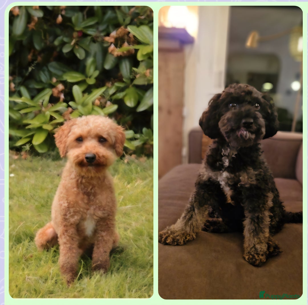 Poedel Toy honden te koop: 3 toy poedel reutjes - Advertentie 13