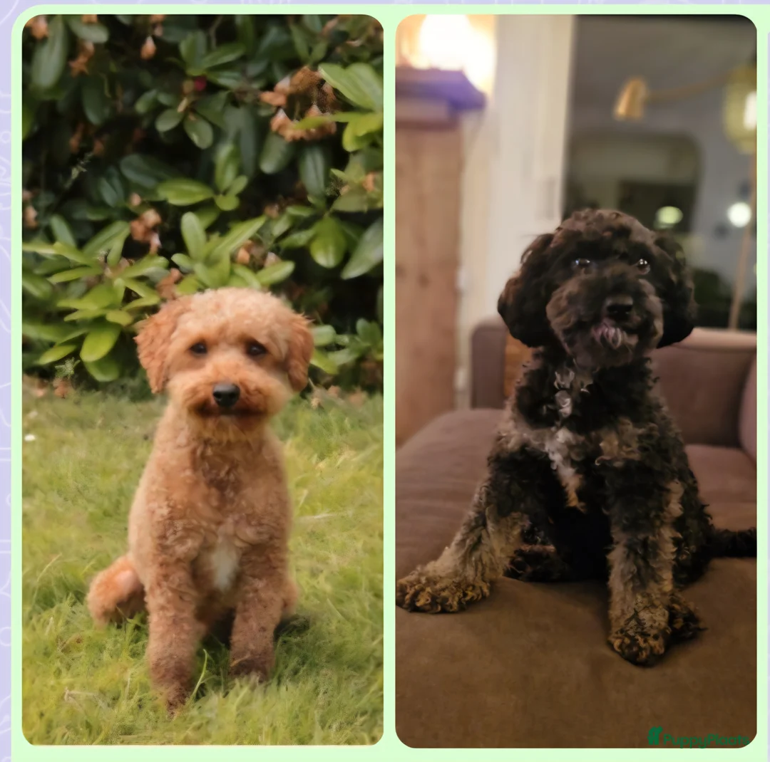 Poedel Toy honden te koop: 3 toy poedel reutjes - Advertentie 13