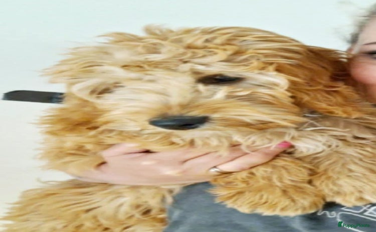 Labradoodle honden - Advertentie 1