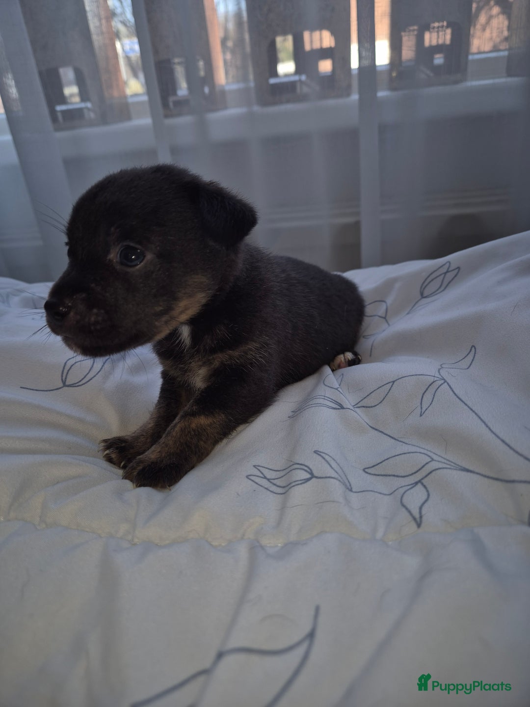 Jack Russel Terriër honden te koop: Nog 3 lieve jack russell pups te koop - Advertentie 6