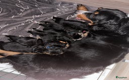 Kruising honden te koop: Liefdevolle bernsky pups  - Afbeelding 14