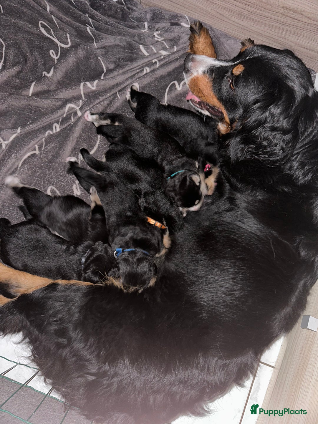 Kruising honden te koop: Liefdevolle bernsky pups  - Afbeelding 14