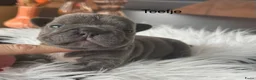 Franse Bulldog honden te koop: Unieke Franse Bulldog pups  - Advertentie 4