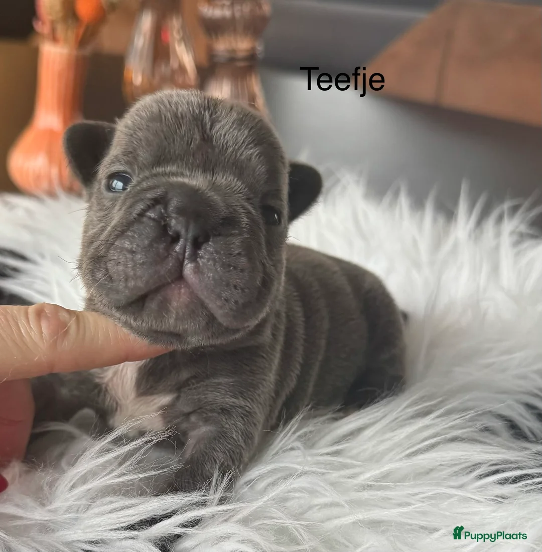 Franse Bulldog honden te koop: Unieke Franse Bulldog pups  - Advertentie 4