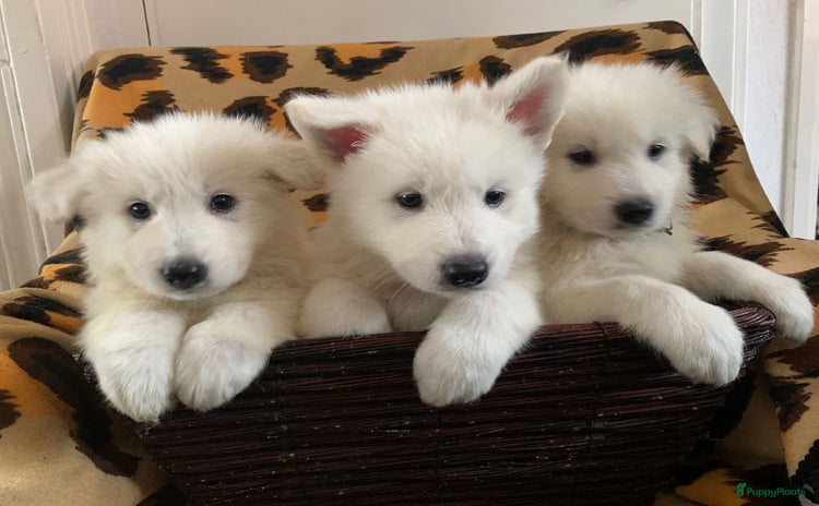 Kruising honden - Advertentie 9