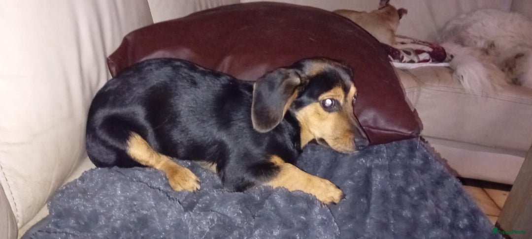 Kruising honden te koop: Luna italiaanse pup zoekt baasje - Advertentie 6