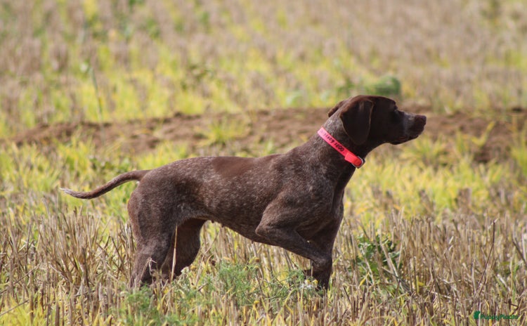 Overig honden - Advertentie 2