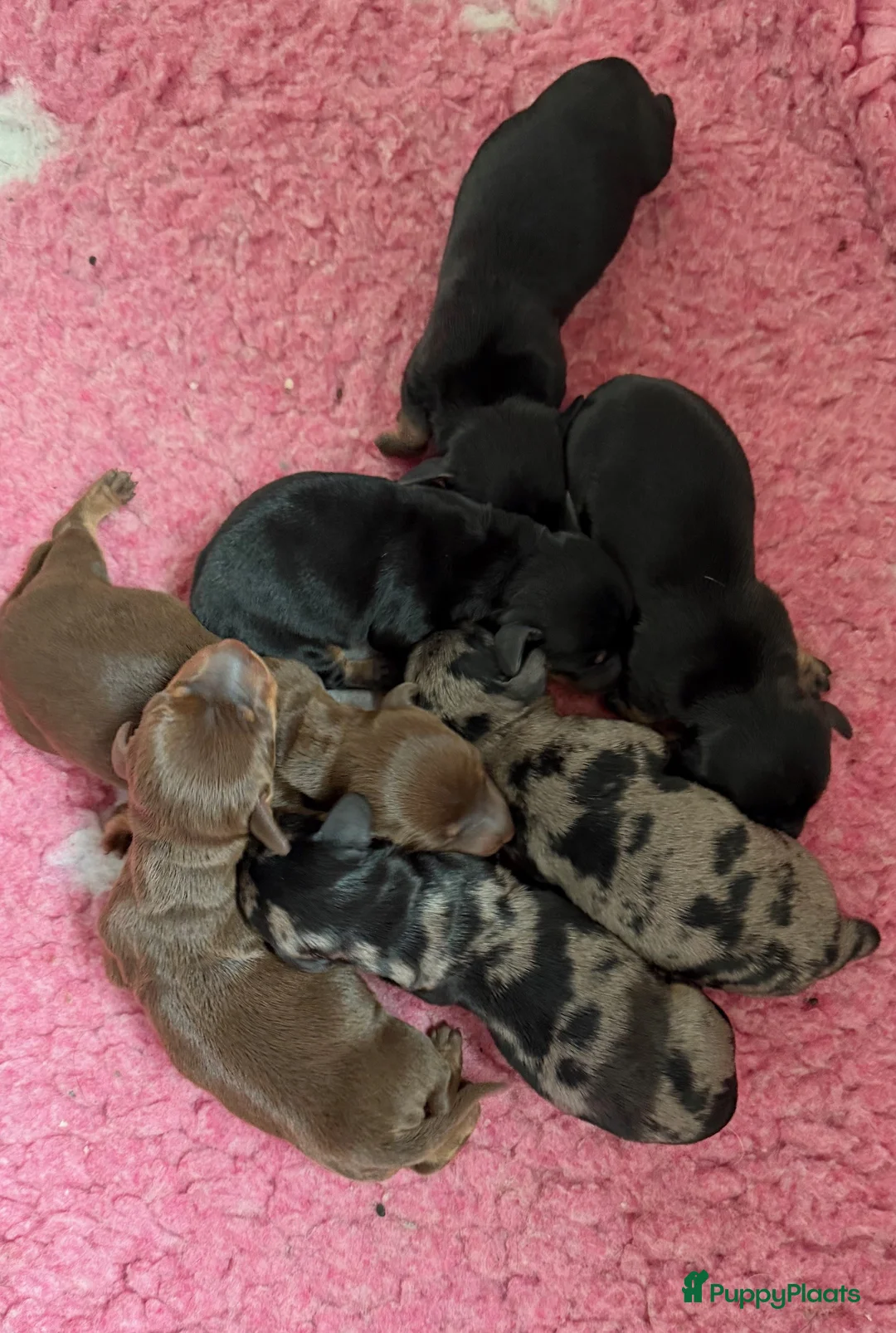 Ruwhaar Teckel honden te koop: Ruwhaar DWERG teckel pups met FCI stamboom - Advertentie 2